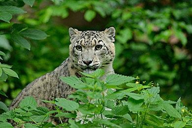 《Apex英雄》战斗通行证要改 Steam上遭差评轰炸